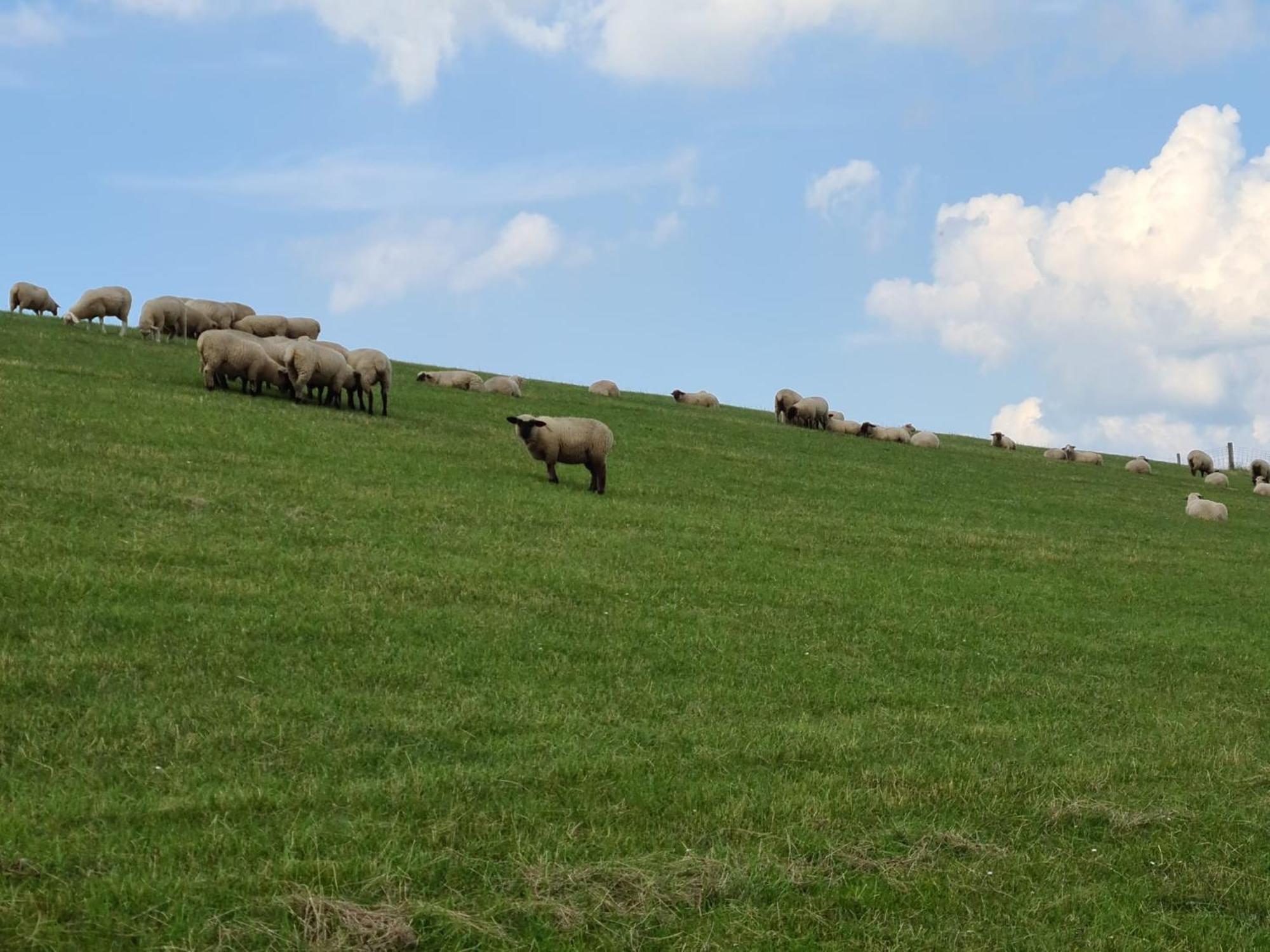 Haus Pudelwohl - Hundefreundliches Ferienhaus An Der Nordseekueste Sehestedt  Esterno foto